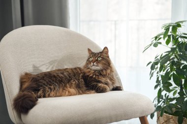 Bir tekir kedi pencerenin önündeki beyaz bir sandalyeye uzanmış yatıyor. Doğal ışık çizgilerini ve rahat duruşunu vurgular..