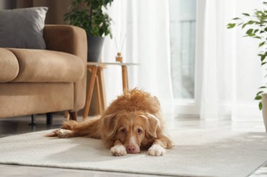 Bir av köpeği ve Jack Russell Terrier güneş ışığıyla aydınlatılmış bir odada yan yana uzanıyorlar. Kapalı bitkiler ve modern bej bir kanepe..