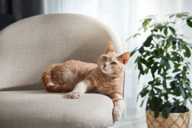 Gevşek duruşu olan kızıl bir kedi kavisli bej bir koltukta oturur. Bir bitki ve yumuşak pencere ışığı sakin havayı tamamlar..