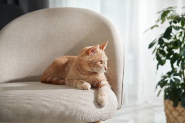 Kızıl bir kedi bej bir döşeme sandalyesinin kenarında uzanıyor. Uzağa bakarken vücudu rahatça uzanıyor..