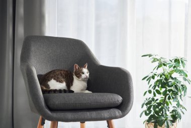 İki renkli bir kedi, gri bir sandalyede küçük bir saksı bitkisinin yanında sakince oturur. Arka plan yumuşak ve parlak, rahat bir his veriyor..
