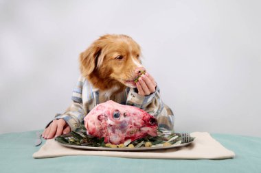 Ekose gömlekli bir Nova Scotia Duck Tolling Retriever yeşilliklerle süslenmiş bir tabak çiğ etle masada otururken yeşillikleri ısırır..