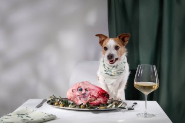 Yeşillerle süslenmiş, bir bardak şarapla tamamlanmış çiğ et tabağının arkasında bir Jack Russell Terrier. Kapalı mekanlar zarafet katıyor.