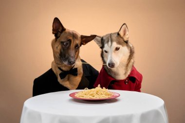 Belçikalı bir Malinois ve zarif giyinmiş Sibiryalı Husky bir tabak yemekle birlikte yemek masasında poz veriyorlar. Dengeli tavırları ve şık kıyafetleri sahneye biraz cazibe katıyor..