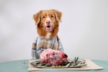 Ekose gömlek giyen bir Nova Scotia Duck Tolling Retriever, bir tabak çiğ et ve sebzeyle yemek masasında dikkatle oturur.. 