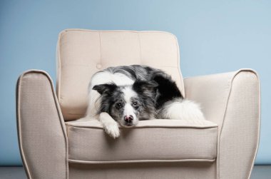 Bir çoban köpeği bej bir koltukta rahatça yatar, kafası koltukta dinlenir..