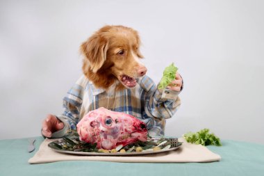 Ekose gömlekli bir Nova Scotia Duck Tolling Retriever, bir tabak çiğ etle yemek masasında otururken yeşilliklerin tadını çıkarır. Kapalı alan ayarları köpeğin oyuncu ve meraklı ifadesini geliştirir.