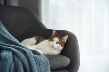 Beyaz ve kahverengi bir kedi modern gri bir sandalyede bir battaniyenin arkasında sessizce dinlenir. Nazik bir ifadeyle ileriye bakıyor..