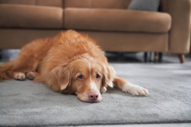 Bir Nova Scotia Duck Tolling Retriever, rahat bir oturma odasında uykulu bir ifadeyle yatar. Atmosfer yumuşak ve sessiz..