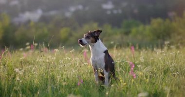 Bir köpek, uzaktaki dağlarla dolu renkli bir çiçek tarlasında dik oturur. Işık yan profiline vuruyor, sahneyi vurguluyor.