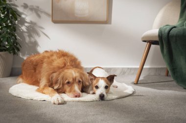 Nova Scotia Duck Tolling Retriever ve Jack Russell Terrier çerçevelenmiş sanat eserlerinin altında beyaz bir halının üzerinde uyukluyorlar..