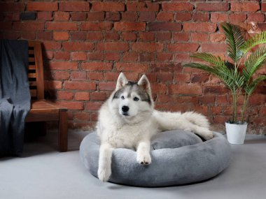 Gevşemiş bir Husky, tuğla duvar ve yeşillik de dahil olmak üzere kırsal dekorla çevrili, rahat bir yatakta dinlenir. Huzurlu duruş ve hafif ışıklandırma davetkar ve sıcak ortamı arttırır..