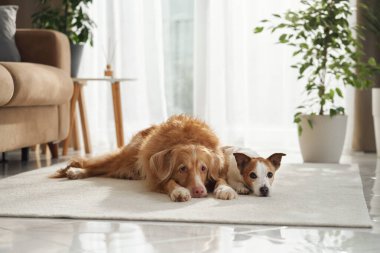 Bir Nova Scotia Duck Tolling Retriever ve Jack Russell Terrier başlarını açık renkli bir halının üzerinde dinlendiriyorlar..