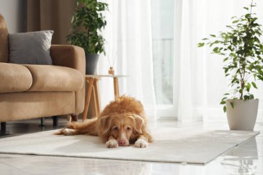 Bir Nova Scotia Duck Tolling Retriever güneş ışığıyla hafifçe aydınlatılmış pencerenin yanında uzanır..