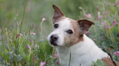 Köpek kısmen çimlerin arkasında, sakin ve huzurlu bir ortamda yana bakıyor. Yumuşak güneş ışığı ruh halini güçlendirir.