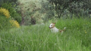 Orta mesafede teriyer yumuşak çimenlerde dinleniyor, sadece derinlik bulanıklığından belli belirsiz görülebiliyor..