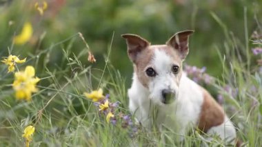 Bir köpek uzun sarı çimenlerin üzerine kurulur ve doğrudan kameraya bakar. Çerçeve vahşi çiçeklerle dolu.
