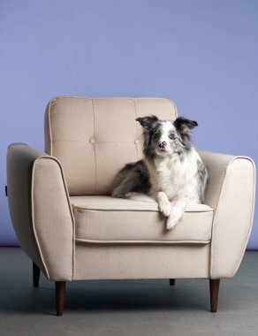 Bir sınır çobanı zarif bir şekilde bir koltuğa yerleştirilir, kafası hafifçe kalkar ve etrafı gözlemler..