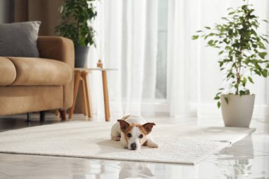 Bir Jack Russell Terrier bej bir kanepenin önünde sessizce yatıyor. Pençeleri uzatılmış ve kafası yerde. Yeşil kapalı bitkiler yumuşaklık katar.