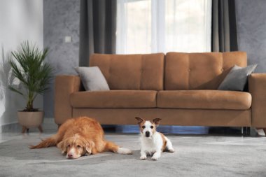 Bir Jack Russell teriyeri, bir Nova Scotia av köpeği koltuğun önünde huzur içinde yatarken tetikte bekliyor. Doğal ışık kontrastı arttırır..