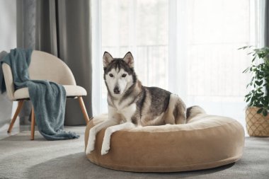 Sibiryalı bir kurt, parlak bir odada bronz bir köpek yatağında dikkatlice oturur. Yumuşak battaniye ve modern dekor rahat sahneyi güzelleştiriyor..