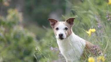 Dağınık beyaz ve sarı çiçeklerle uzun otların arasında duran küçük bir köpek. Yumuşak bokeh ile çerçevelenmiş.