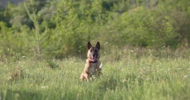 Malinois köpeği dik duruyor, ön tarafa bakıyor, arka planda kısmen uzun otlar var..