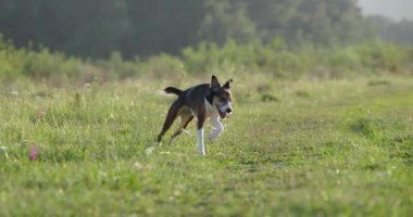 Bir köpek kameraya doğru koşuyor, neşeli ve odaklanmış bir şekilde. Dili dışarı çıkmış orta adım.