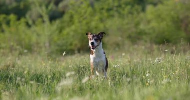 Bir köpek ilerideki bir şeyi gözlemlemek için durur, yumuşak gün ışığında yeşil çimlerle çevrili..