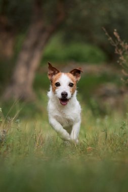 Jack Russell Terrier arka planda bulanık yeşillikle dar bir orman yolunda yürüyor. Odaklanmış görünüm ve merkezli çerçeve kararlılığı çağrıştırır.