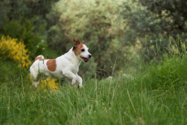 Jack Russell Terrier çalılarla çevrili dar bir çimenlik yolda yürüyor. Ayarlar ve adımlar bir keşif hissi yaratır..