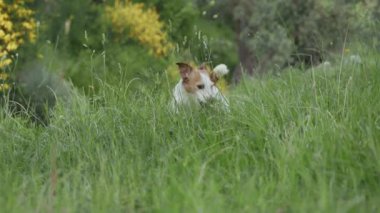 Koyu çimenler ve sarı çiçekler arasında sessizce otururken teriyer zar zor görülebiliyor..