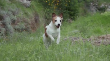 Terrier, bitkiler ve taşlarla çevrili çimenli bir yamaçta güvenle duruyor..