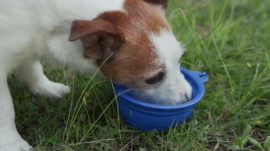 Köpeğin çimenli bir tarlada plastik bir kaseden su içişini yakından izlemek..