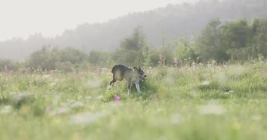 Küçük bir köpek, sisli, güneşli bir arazide duruyor. Etrafı kır çiçekleriyle çevrili.