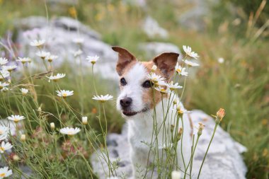 Bir Jack Russell Terrier, açık havada canlı papatyalarla çevrilidir. Resim köpeğin enerjik kişiliğini ve doğal çevreyi vurgular..