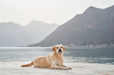 Sakin bir denizin yakınındaki rıhtımda uzanan bir Labrador Retriever. Dağlar sakin bir zemin oluşturuyor. Sahne huzur saçıyor ve manzaranın doğal güzelliğini gösteriyor..