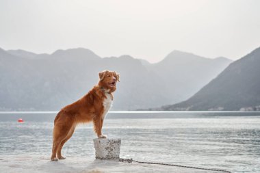  Nova Scotia Duck Tolling Retriever Deniz kenarında bir rıhtımda bir dağ zeminiyle. 