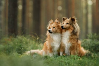 Uzun ağaçlarla çevrili yemyeşil bir ormanda birbirine yakın oturan iki Collie. Huzur ortamı, onların arkadaşlığını ve doğayla olan bağlantılarını vurguluyor..