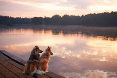 İki Collie rıhtımda oturmuş gün batımının altın renklerine bakıyorlardı. Sakin göl ve ılık ışık huzur ortamını güçlendirir..
