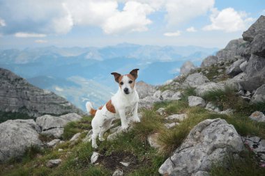Bir Jack Russell Terrier güneşli bir dağ yamacındaki kayalık araziyi keşfediyor. Yüksek tepelerin parlak arkaplanı o anın maceraperest ruhunu yakalar..