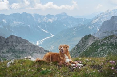 Bir Nova Scotia Duck Tolling Retriever köpeği arka planda çarpıcı dağ manzaralı çimenli bir tepede uzanıyor. Barışçıl dağ manzarası doğanın huzurunu vurguluyor..