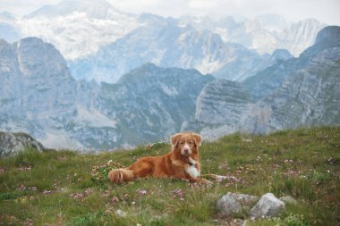 Bir Nova Scotia Duck Tolling köpeği bulutlu bir gökyüzünün altındaki dağ zirveleriyle çevrili çimenli bir sırt üzerinde dinlenir. Sakin dağ manzarası sükuneti ve doğal güzelliği vurgular..