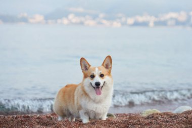 Sahilde bir Corgi oturuyor, kameraya bakıyor sakin bir deniz ve arka planda uzak bir şehir. Köpek mutlu ve rahat görünüyor..