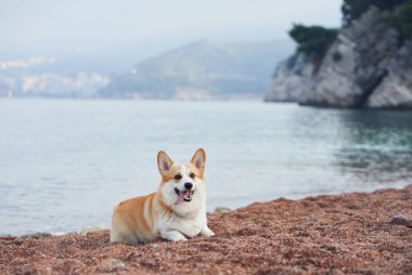 Bir Corgi, kumlu bir sahilde deniz ve uzak tepelerle birlikte huzurlu bir atmosfer yaratıyor. Köpek mutlu ve huzurlu bir ortamda görünüyor..