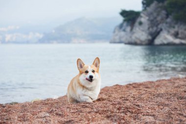 Sahilde bir Corgi oturuyor. Arkasında deniz ve tepeler var. Sabahın erken saatlerinde huzurlu bir ortam vurgulanıyor..