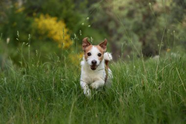 Bir Jack Russell köpeği uzun otların arasından kulakları açık ve bacakları açık atlıyor. Sarı çiçekli çalılar canlı bir zemin oluşturur.
