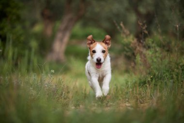 Jack Russell Terrier orman yolunda hızla ilerliyor, dili dışarıda ve gözleri odaklanmış. Güneş ışığı yaprakların arkasında parlar.