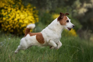 Bir Jack Russell, yemyeşil bir arazide ileri doğru sıçrıyor. Parlak sarı çalılar canlı bir bahar arkaplanı oluşturur.