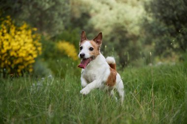 Jack Russell arka plandaki çiçeklerden kameraya doğru koşuyor. Köpek hareketi ve ışık neşeli bir telaş yaratır..